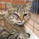 Подробнее об объявлении «Найдена кошка м. алтуфьево, м. биберево Москва» Фото: найдена кошка  «Найдена кошка м. алтуфьево, м. биберево Москва» в г. Москва