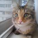 Подробнее об объявлении «Найдена кошка Москва» Фото: найдена кошка  «Найдена кошка Москва» в г. Москва