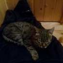 Подробнее об объявлении «Липецк Найден кот» Фото: найдена кошка  «Липецк Найден кот» в г. Липецк