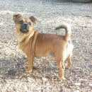 Подробнее об объявлении «Омск Пропала собака кобель» Фото: пропала собака Чихуахуа «Омск Пропала собака кобель» в г. Омск