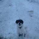 Подробнее об объявлении «Пропала собака Самара» Фото: пропала собака  «Пропала собака Самара» в г. Самара