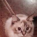 Подробнее об объявлении «Найдена кошка мася ищет свой дом Ханты-Мансийск» Фото: найдена кошка  «Найдена кошка мася ищет свой дом Ханты-Мансийск» в г. Ханты-Мансийск