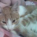 Подробнее об объявлении «Пропал кот метисы Кубинка» Фото: пропала кошка  «Пропал кот метисы Кубинка» в г. Кубинка