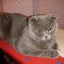 Подробнее об объявлении «Пропал кот Ханты-Мансийск» Фото: пропала кошка >  Скоттиш фолд (шотландская вислоухая) и  скоттиш страйт «Пропал кот Ханты-Мансийск» в г. Ханты-Мансийск