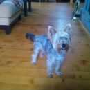 Подробнее об объявлении «Пропала собака Пермь» Фото: пропала собака Йоркширский терьер «Пропала собака Пермь» в г. Пермь