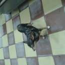 Подробнее об объявлении «Найдена собака Нижний Новгород» Фото: найдена собака  «Найдена собака Нижний Новгород» в г. Нижний Новгород