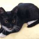 Подробнее об объявлении «Найден кот, ювао, ул. симоновский вал. Москва» Фото: найдена кошка  «Найден кот, ювао, ул. симоновский вал. Москва» в г. Москва