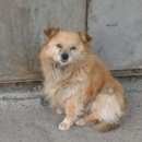 Подробнее об объявлении «Красноярск Найдена собака» Фото: найдена собака  «Красноярск Найдена собака» в г. Красноярск