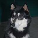 Подробнее об объявлении «Пропала собака прпали собаки лайки Белгород» Фото: пропала собака  «Пропала собака прпали собаки лайки Белгород» в г. Белгород