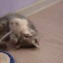 Подробнее об объявлении «Найден котенок в г. Реутов» Фото: найдена кошка  «Найден котенок в г. Реутов» в г. Реутов