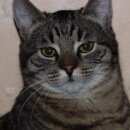 Подробнее об объявлении «Пропал кот Дубна» Фото: пропала кошка  «Пропал кот Дубна» в г. Дубна