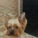 Подробнее об объявлении «Пропала собака кобель sos  Санкт-Петербург» Фото: пропала собака Йоркширский терьер «Пропала собака кобель sos  Санкт-Петербург» в г. Санкт-Петербург