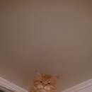 Подробнее об объявлении «Пропал кот Дубна» Фото: пропала кошка Сибирская «Пропал кот Дубна» в г. Дубна