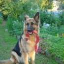 Подробнее об объявлении «Пропала собака Санкт-Петербург» Фото: пропала собака Немецкая овчарка «Пропала собака Санкт-Петербург» в г. Санкт-Петербург