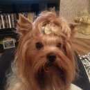 Подробнее об объявлении «Пропала собака Звенигород» Фото: пропала собака Йоркширский терьер «Пропала собака Звенигород» в г. Звенигород