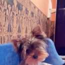 Подробнее об объявлении «Пропала собака кобель йорк, кобель Ханты-Мансийск» Фото: пропала собака Йоркширский терьер «Пропала собака кобель йорк, кобель Ханты-Мансийск» в г. Ханты-Мансийск