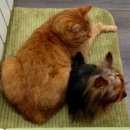 Подробнее об объявлении «Пропал кот, в районе ул.западная рыжий взрослый кот. Воскресенск» Фото: пропала кошка  «Пропал кот, в районе ул.западная рыжий взрослый...» в г. Воскресенск