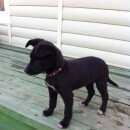 Подробнее об объявлении «Найдена собака Березовский (Свердловская обл.)» Фото: найдена собака  «Найдена собака Березовский (Свердловская обл.)» в г. Березовский (Свердловская обл.)