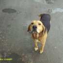 Подробнее об объявлении «Найдена собака кобель Батайск» Фото: найдена собака  «Найдена собака кобель Батайск» в г. Батайск