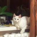 Подробнее об объявлении «Пропала кошка Оренбург» Фото: пропала кошка  «Пропала кошка Оренбург» в г. Оренбург