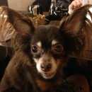 Подробнее об объявлении «Пропала собака русский той - терьер Санкт-Петербург» Фото: пропала собака Русский той-терьер «Пропала собака русский той - терьер...» в г. Санкт-Петербург