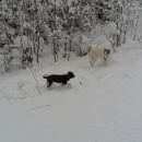 Подробнее об объявлении «Пропала собака кобель Ханты-Мансийск» Фото: пропала собака  «Пропала собака кобель Ханты-Мансийск» в г. Ханты-Мансийск