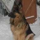Подробнее об объявлении «Пропала собака кобель Новосибирск» Фото: пропала собака Немецкая овчарка «Пропала собака кобель Новосибирск» в г. Новосибирск
