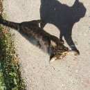 Подробнее об объявлении «Найдена кошка Москва» Фото: найдена кошка  «Найдена кошка Москва» в г. Москва