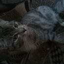 Подробнее об объявлении «Краснодар Найдена кошка» Фото: найдена кошка  «Краснодар Найдена кошка» в г. Краснодар