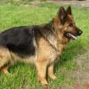 Подробнее об объявлении «Балабаново Найдена собака немецкая овчарка» Фото: найдена собака Немецкая овчарка «Балабаново Найдена собака немецкая овчарка» в г. Балабаново