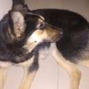 Подробнее об объявлении «Красноярск Найдена собака немецкая овчарка» Фото: найдена собака Немецкая овчарка «Красноярск Найдена собака немецкая овчарка» в г. Красноярск