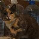 Подробнее об объявлении «Найдена кошка Королев» Фото: найдена кошка  «Найдена кошка Королев» в г. Королев