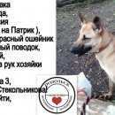 Подробнее об объявлении «Подольск Пропала собака помогите найти питомца» Фото: пропала собака  «Подольск Пропала собака помогите найти питомца» в г. Подольск