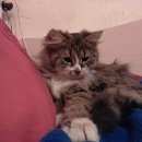 Подробнее об объявлении «Найдена кошка Королев» Фото: найдена кошка  «Найдена кошка Королев» в г. Королев