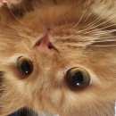 Подробнее об объявлении «Пропал кот Оренбург» Фото: пропала кошка  «Пропал кот Оренбург» в г. Оренбург