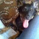 Подробнее об объявлении «Пропала собака Пермь» Фото: пропала собака  «Пропала собака Пермь» в г. Пермь