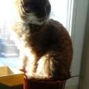 Подробнее об объявлении «Улан-Удэ Пропал кот» Фото: пропала кошка  «Улан-Удэ Пропал кот» в г. Улан-Удэ