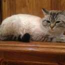 Подробнее об объявлении «Ханты-Мансийск Найден кот ик» Фото: найдена кошка  «Ханты-Мансийск Найден кот ик» в г. Ханты-Мансийск