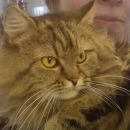 Подробнее об объявлении «Пропала кошка великий новгород Великий Новгород (Новгород)» Фото: пропала кошка Британская длинношерстная «Пропала кошка великий новгород Великий Новгород...» в г. Великий Новгород (Новгород)