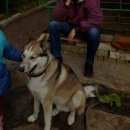 Подробнее об объявлении «Пропала собака кобель сибирская лайка Нижний Новгород» Фото: пропала собака Сибирская «Пропала собака кобель сибирская лайка Нижний...» в г. Нижний Новгород