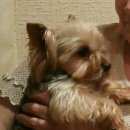 Подробнее об объявлении «Пропала собака кобель йоркширский терьер Ломоносов» Фото: пропала собака Йоркширский терьер «Пропала собака кобель йоркширский терьер Ломоносов» в г. Ломоносов