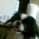 Подробнее об объявлении «Пропала собака Симферополь» Фото: пропала собака  «Пропала собака Симферополь» в г. Симферополь