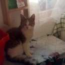 Подробнее об объявлении «Одинцово Пропал кот» Фото: пропала кошка  «Одинцово Пропал кот» в г. Одинцово