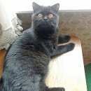 Подробнее об объявлении «Одинцово Пропал кот бублик» Фото: пропала кошка Британская короткошерстная «Одинцово Пропал кот бублик» в г. Одинцово