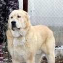 Подробнее об объявлении «Руза Найдена собака кобель» Фото: найдена собака Среднеазиатская овчарка «Руза Найдена собака кобель» в г. Руза