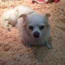 Подробнее об объявлении «Найдена собака кобель Электросталь» Фото: найдена собака  «Найдена собака кобель Электросталь» в г. Электросталь