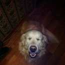 Подробнее об объявлении «Пропала собака кобель Санкт-Петербург» Фото: пропала собака  «Пропала собака кобель Санкт-Петербург» в г. Санкт-Петербург