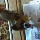 Подробнее об объявлении «Энгельс Найдена собака кобель домашняя собака в районе перекрёстка тельмана/маяковского» Фото: найдена собака  «Энгельс Найдена собака кобель домашняя собака в...» в г. Энгельс