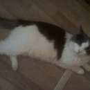 Подробнее об объявлении «Химки Найдена кошка» Фото: найдена кошка  «Химки Найдена кошка» в г. Химки