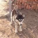 Подробнее об объявлении «Красноярск Найдена собака хаски на караульной» Фото: найдена собака  «Красноярск Найдена собака хаски на караульной» в г. Красноярск